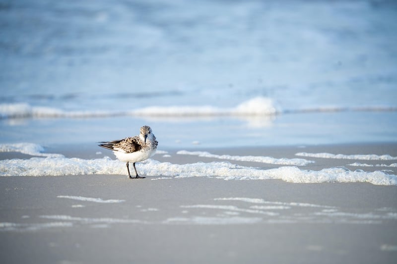 Beachfront Sites