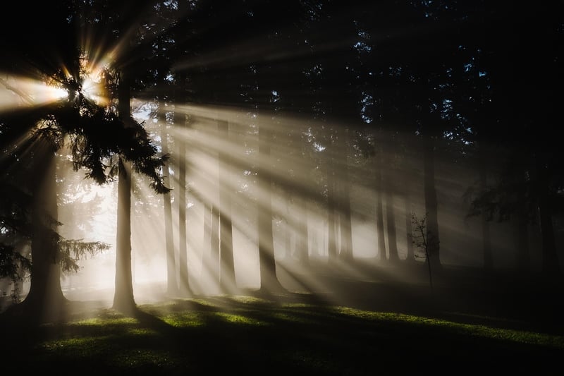 Enchanted Forest Clearing